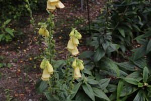 digitalis grandiflora (2) (1200 x 800).jpg_product